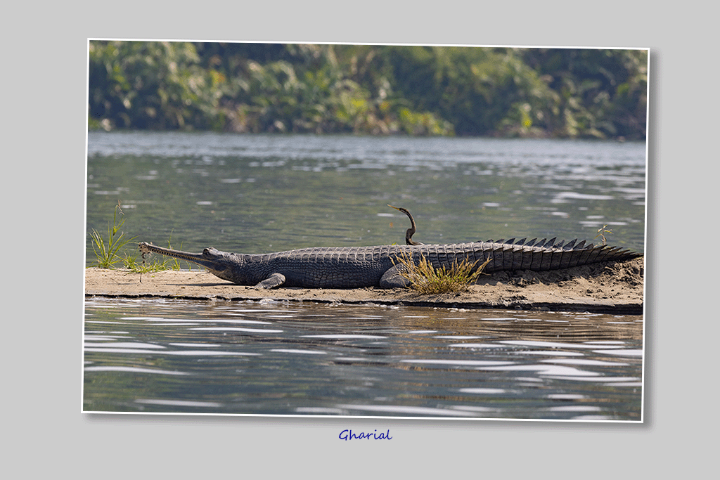 Gharial